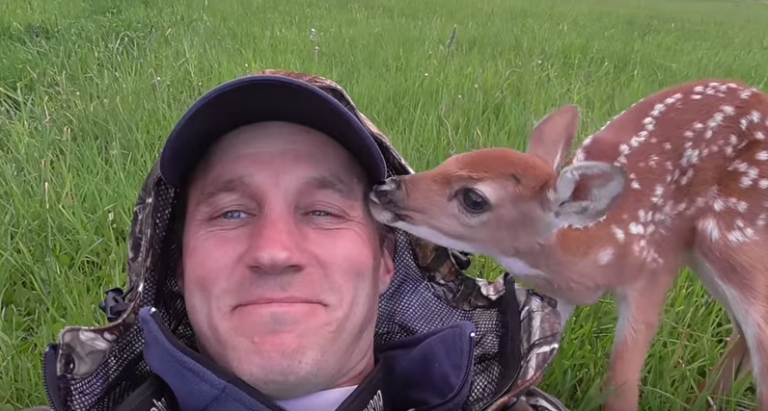Dopo che quest'uomo ha salvato un cucciolo di cervo, si è rifiutato di lasciare il suo fianco